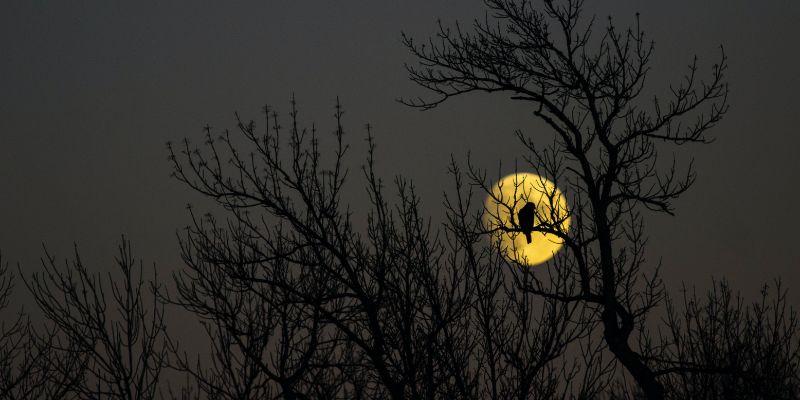 Fotografia da natureza sob a luz da lua 